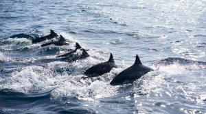 Dolphin watching