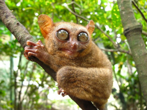 The Tarsier Sanctuary